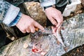 Fisherman cleaning fish on wooden board outdoors Royalty Free Stock Photo