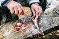 Fisherman cleaning fish on wooden board outdoors Royalty Free Stock Photo