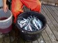 Fisherman cleaning fresh mackerel fish Royalty Free Stock Photo