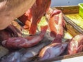 Fisherman cleaning red fish