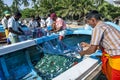 Fisherman collecting fish from their nets on Arugam Bay beach in Sri Lanka.