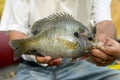 Fisherman displaying a bluegill in his hands Royalty Free Stock Photo