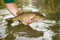 Fisherman displaying a freshly caught bass