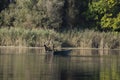 Fisherman with dogs in the wooden small boat