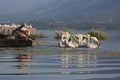 Fisherman feeding the Dalmatian Pelican