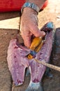 Fisherman filleting mullet fish at tropical marina