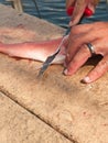 Fisherman filleting a red snapper fish Royalty Free Stock Photo