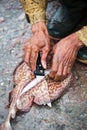 Fisherman filleting stingray with knife, Essaouira, Morocco Royalty Free Stock Photo