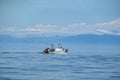 Fisherman fishing boat with many seagulls Royalty Free Stock Photo