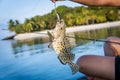 Fisherman fishing brown grouper fish for the sea Royalty Free Stock Photo