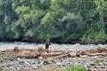 A fisherman fishing on a river