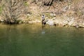 Fisherman Fishing for Trout on Jennings Creek Royalty Free Stock Photo