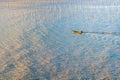 A fisherman going through the coastal intertidal zone of Xiapu Royalty Free Stock Photo