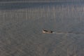 A fisherman going through the coastal intertidal zone of Xiapu Royalty Free Stock Photo