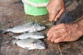 Fisherman gutting fish Royalty Free Stock Photo