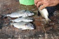 Fisherman gutting fish