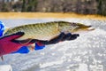 Fisherman hand holding pike. Angler with pike fish. Amateur fisherman holds trophy pike Esox lucius Royalty Free Stock Photo