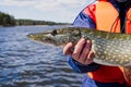 Fisherman hand holding pike. Angler with pike fish. Amateur fisherman holds trophy pike Esox lucius Royalty Free Stock Photo