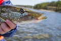 Fisherman hand holding pike. Angler with pike fish. Amateur fisherman holds trophy pike Esox lucius Royalty Free Stock Photo
