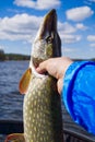 Fisherman hand holding pike. Angler with pike fish. Amateur fisherman holds trophy pike Esox lucius Royalty Free Stock Photo