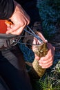 Fisherman hands with catched pike by spinning rod. Royalty Free Stock Photo