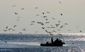 Fisherman on his boat followed by a crowd of seagulls, shot in Hvar, Croatia.