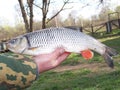 Fisherman on his hand holds a fish. Chub, close-up