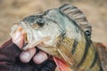 Fisherman holding bass in hand