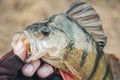 Fisherman holding bass in hand