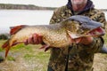 Fisherman Holding Big Pike Fish. Northern Pike With Beautiful Natural Camouflage