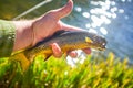 Fisherman holding a brook trout in his hand