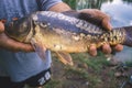 The fisherman is holding a catch - a large carp. Royalty Free Stock Photo