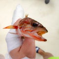 Fisherman holding fish in a boat Royalty Free Stock Photo