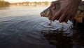 Fisherman holding fish, releasing carp fish back to river, fishing competition Royalty Free Stock Photo