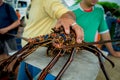 Fisherman holding fresh lobsters of santa cruz in market seafood photographed in fish market, galapagos Royalty Free Stock Photo