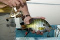 Fisherman holding a hooked bluegill in his hand Royalty Free Stock Photo
