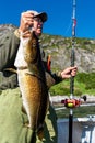 Fisherman holding a huge fish Cod. Norway Fishing tourism. Senior fisherman in ocean, fjord fishing. Royalty Free Stock Photo