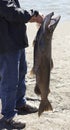 Fisherman holding huge salmon