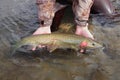 Fisherman holding large steelhead trout in river