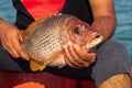 Fisherman Holding Medium Size Snapper Fish After Catch form the Sea Royalty Free Stock Photo