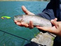 Fisherman holding a rainbow Trout fish Royalty Free Stock Photo