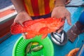 Fisherman holding red grouper fish on the fishing boat Royalty Free Stock Photo