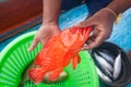 Fisherman holding red grouper fish on the fishing boat Royalty Free Stock Photo