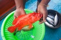 Fisherman holding red grouper fish on the fishing boat Royalty Free Stock Photo