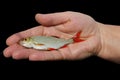 Fisherman holding a small fish in his hand isolated Royalty Free Stock Photo