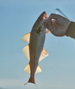 Fisherman holding unharmed backlit small cod