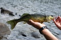 Fisherman Holding a Walleye Fish (Sander vitreus) Royalty Free Stock Photo