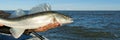 Fisherman holds a caught zander or pike perch in hands against the background of the Baltic sea. Fishing catch and Royalty Free Stock Photo