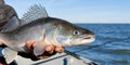 Fisherman holds a caught zander or pike perch in hands against the background of the Baltic sea. Fishing catch and Royalty Free Stock Photo