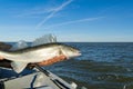 Fisherman holds a caught zander or pike perch in hands against the background of the Baltic sea. Fishing catch and Royalty Free Stock Photo